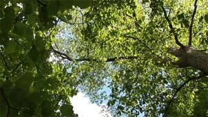 Ambient Calm DVD
