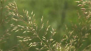 Ambient Calm DVD