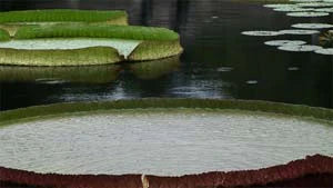 Ambient Calm DVD