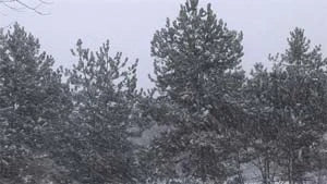 Ambient Calm DVD
