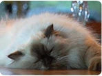 Ambient Sleep DVD