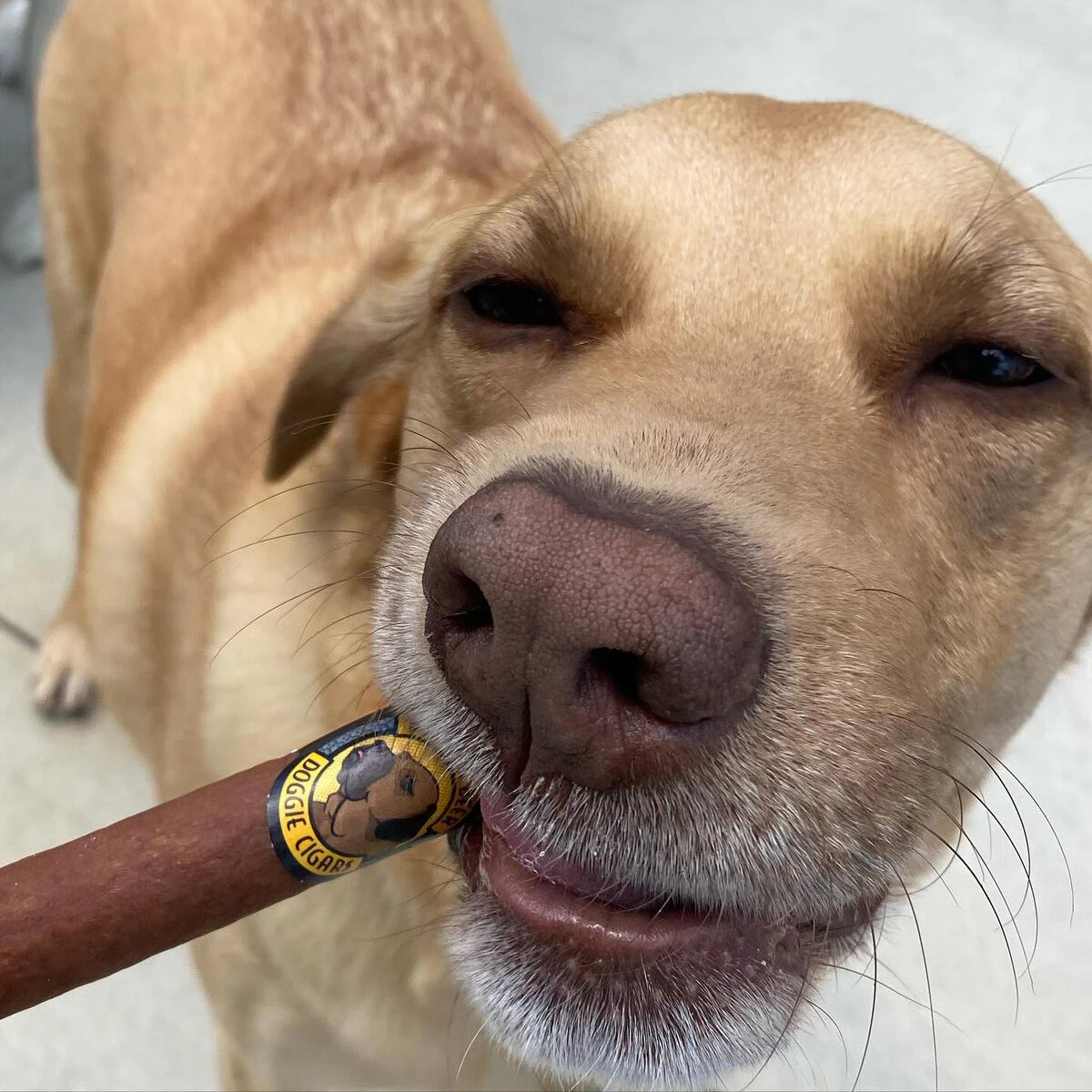 Doggie Cigars (6-Pack)