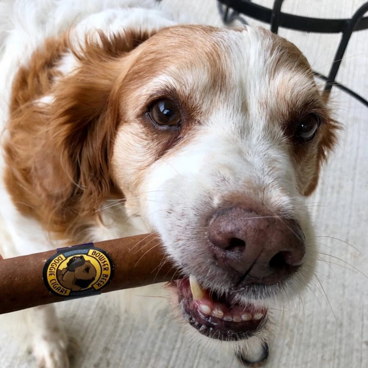 Doggie Cigars (6-Pack)