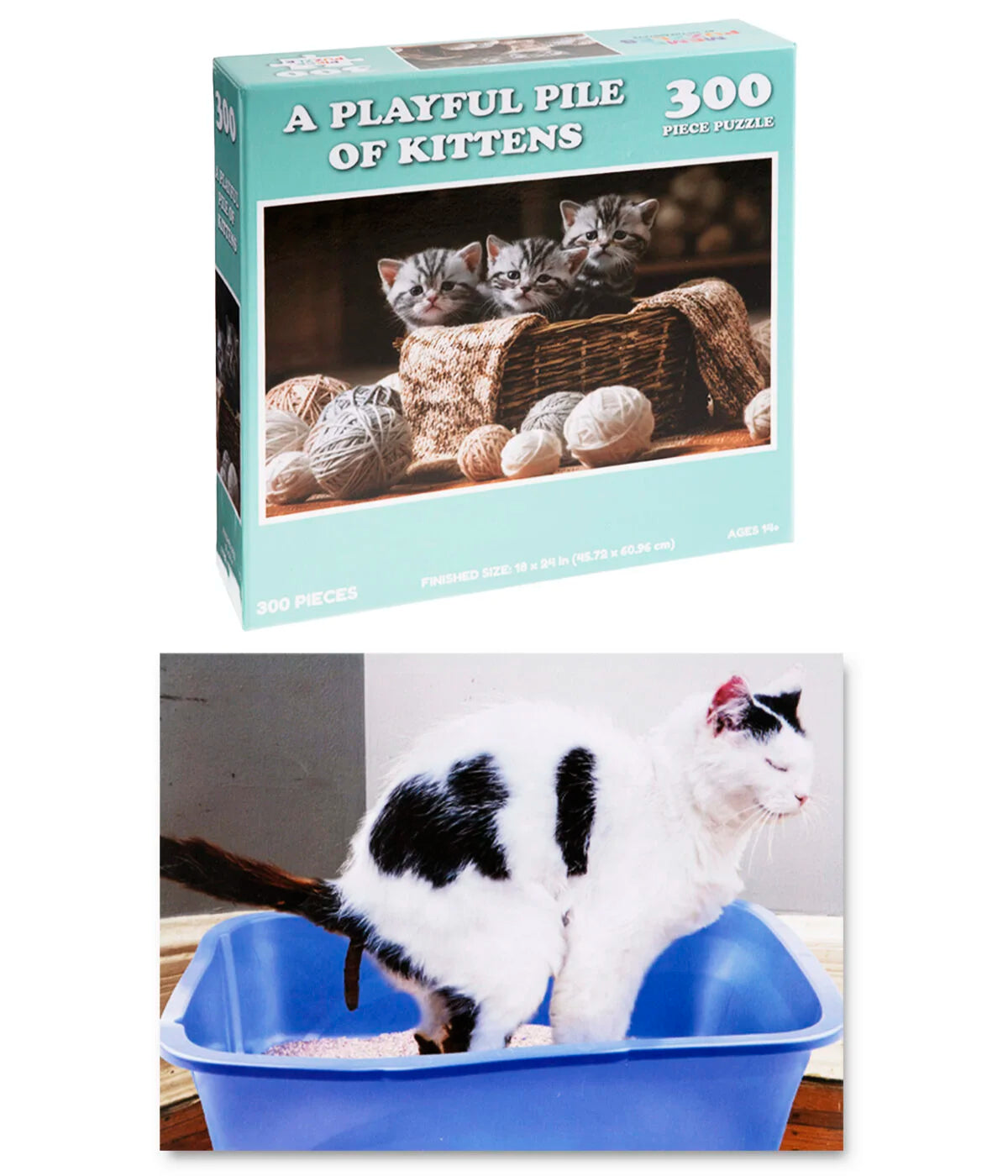 Kittens