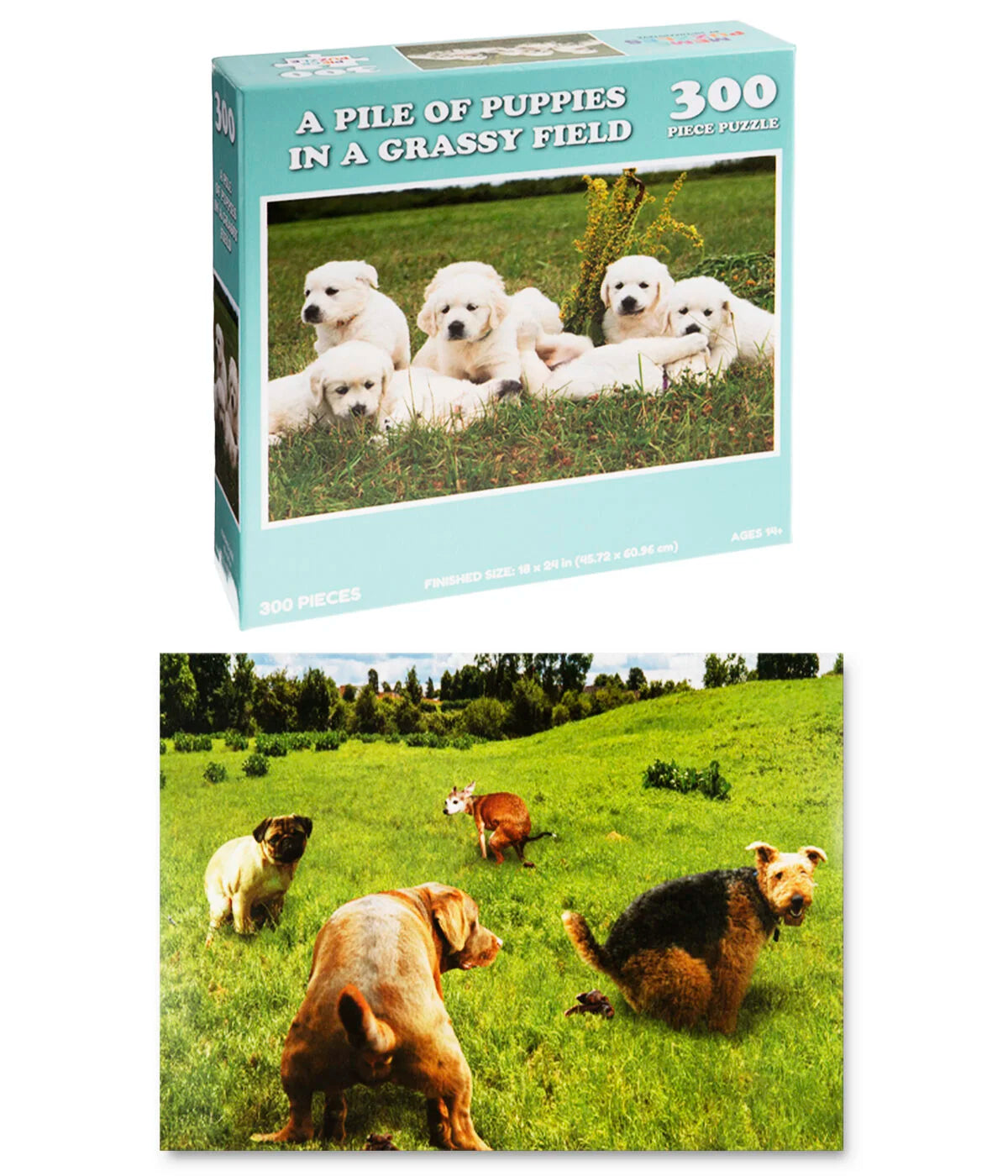 Puppies