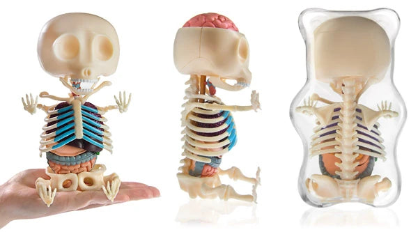 After you've put together your model, display it in the included plastic case.Â