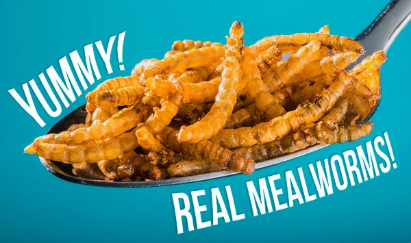 Flavored edible mealworms.