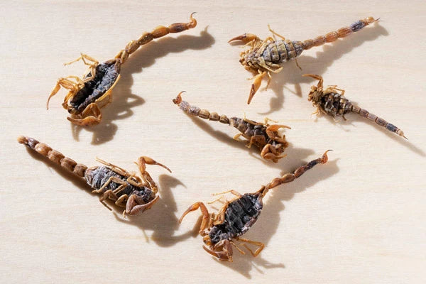 6 real scorpions per pack!