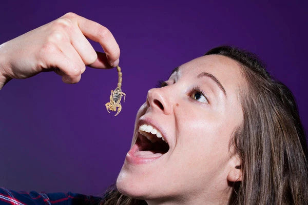 Snack on a real scorpion!