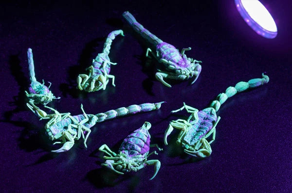 They glow under UV light!