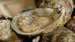 Oysters