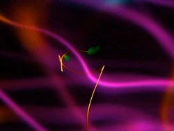Ambient Sleep DVD