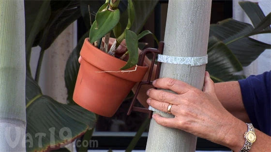 The Pot Latch is wrapped around the trunk of a palm tree using a Velcro strap.