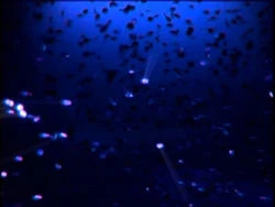 Ambient Sleep DVD