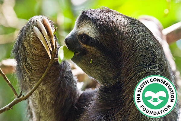 Each kit benefits The Sloth Conservation Foundation.