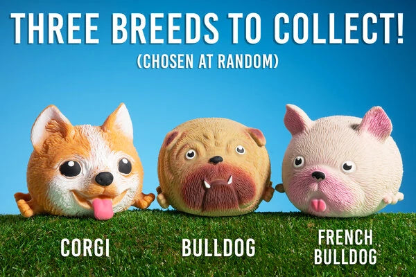 You'll receive a Corgi, Bulldog, or French Bulldog.