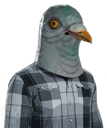 Pigeon