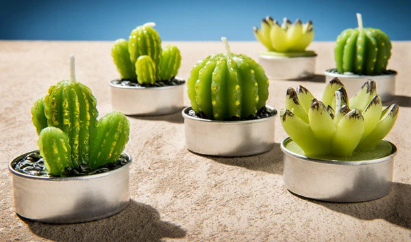 6 candles and 3 succulent styles.