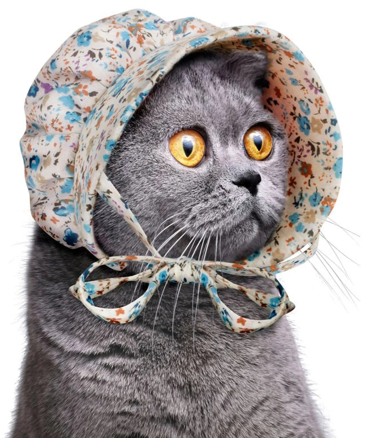 Cat Bonnet beauty shot