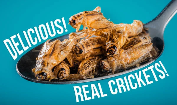 Delicious real crickets!