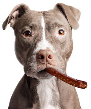 Doggie Cigars (6-Pack) beauty shot