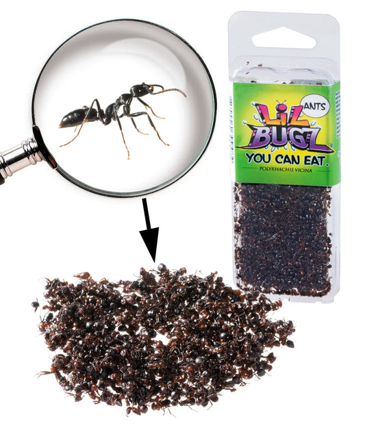 Edible Black Ants beauty shot