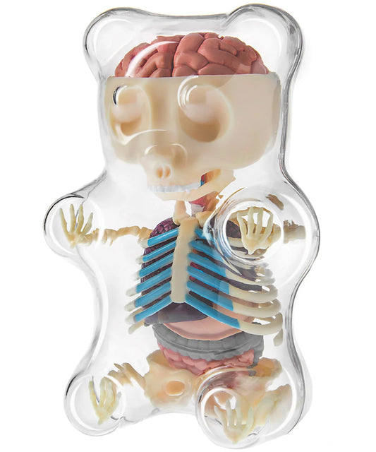 Gummy Bear Anatomy beauty shot