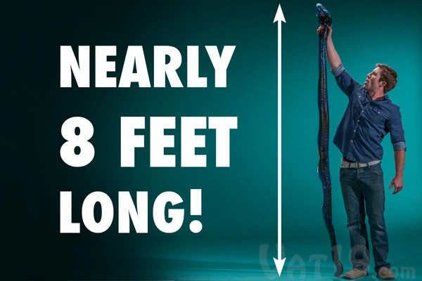 The Party Python boasts an impressive length of nearly 8 feet.