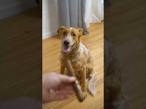 Video for Doggie Cigars (6-Pack)