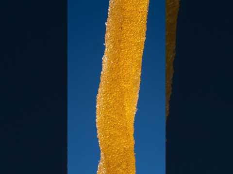 Video for Gummy Fries and Ketchup