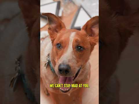 Video for Power Puppies