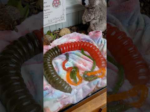Would You Have a Giant Pet Gummy Worm?